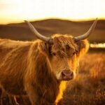 Your Comprehensive Guide to Mini Cows in the USA