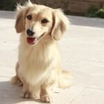 The Golden Dachshund: Revealing the Mysteries of This Amazing Dog