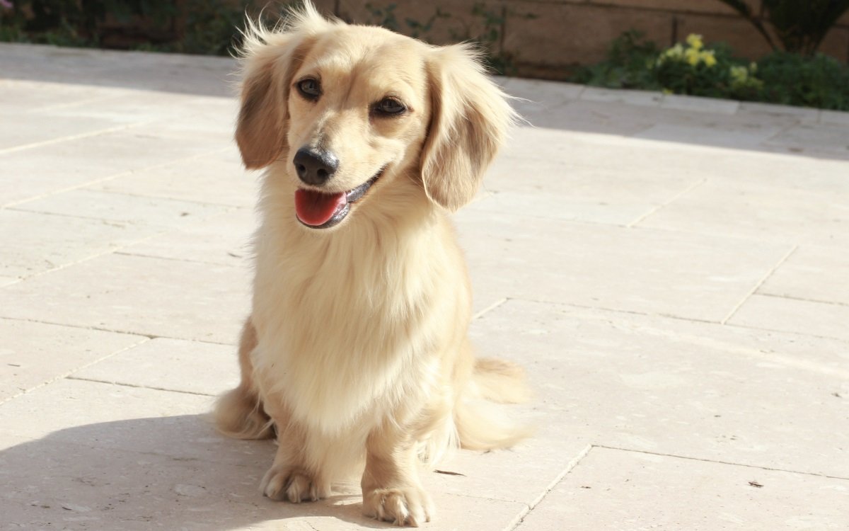 Golden Dachshund