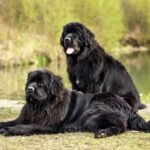 The Ultimate Guide To Newfoundland Puppies