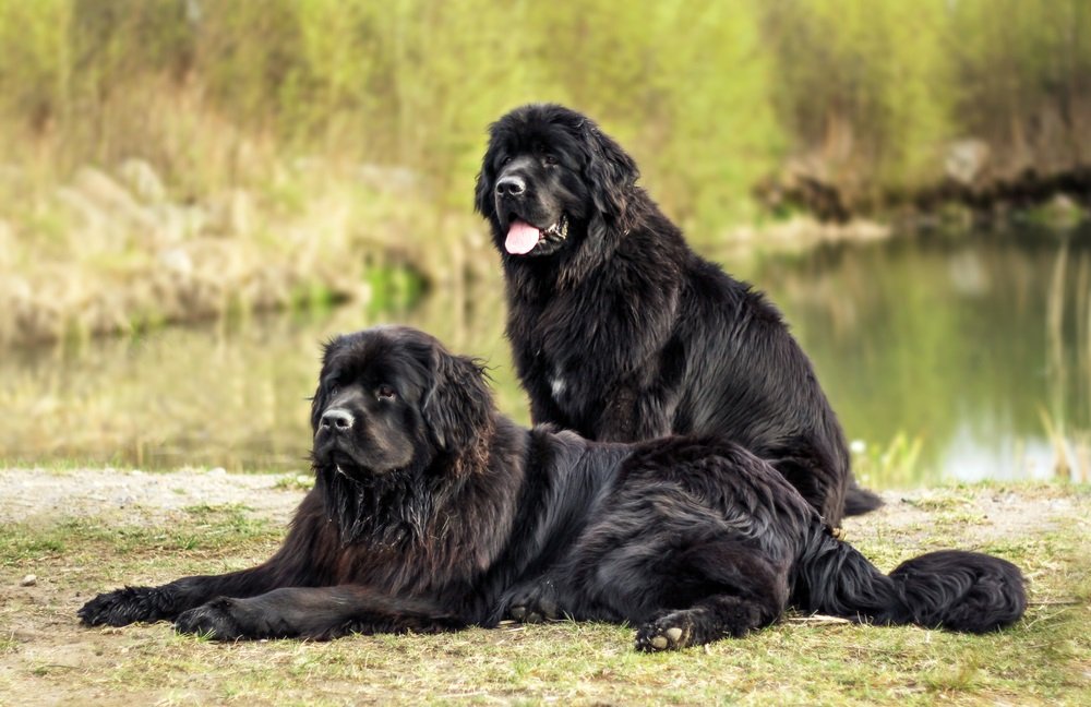 Newfoundland Puppies