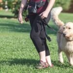 Pet Behavior Modification Techniques: A Comprehensive Overview