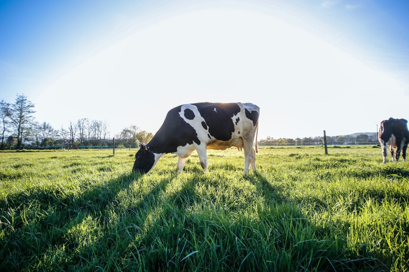 Benefits of mixed crop and livestock farming