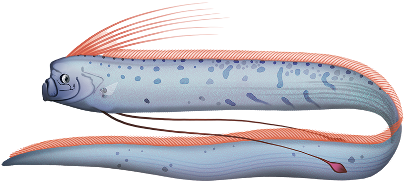 Giant Oarfish – The Sea Serpent Behind the Myths