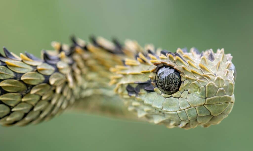 Atheris Hispida – The Real Dragon Snake